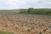 Vignes champenoises